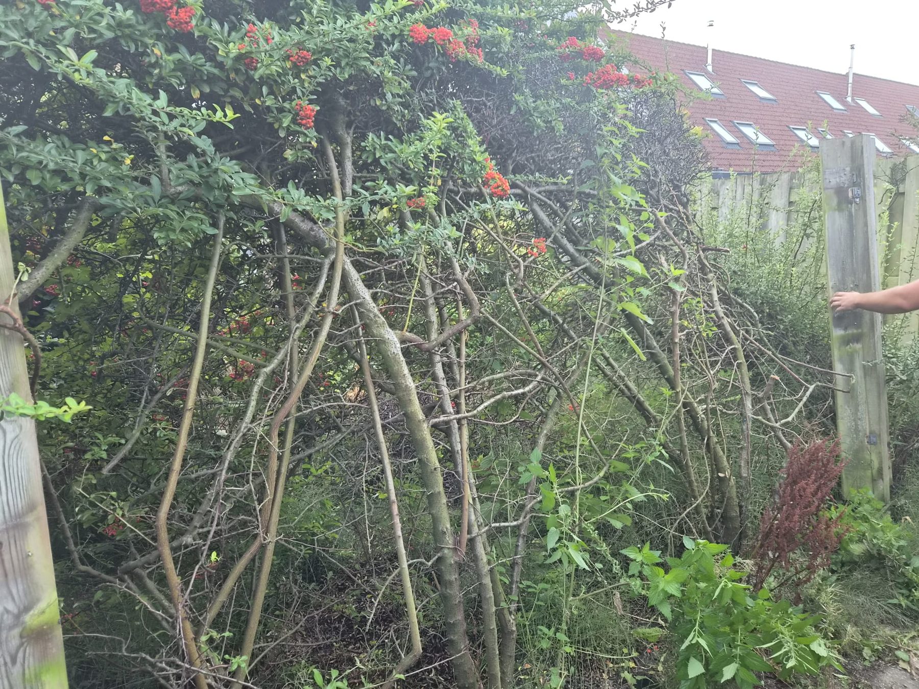Achtertuin voor de klus, overwoekerd met struiken en onkruid